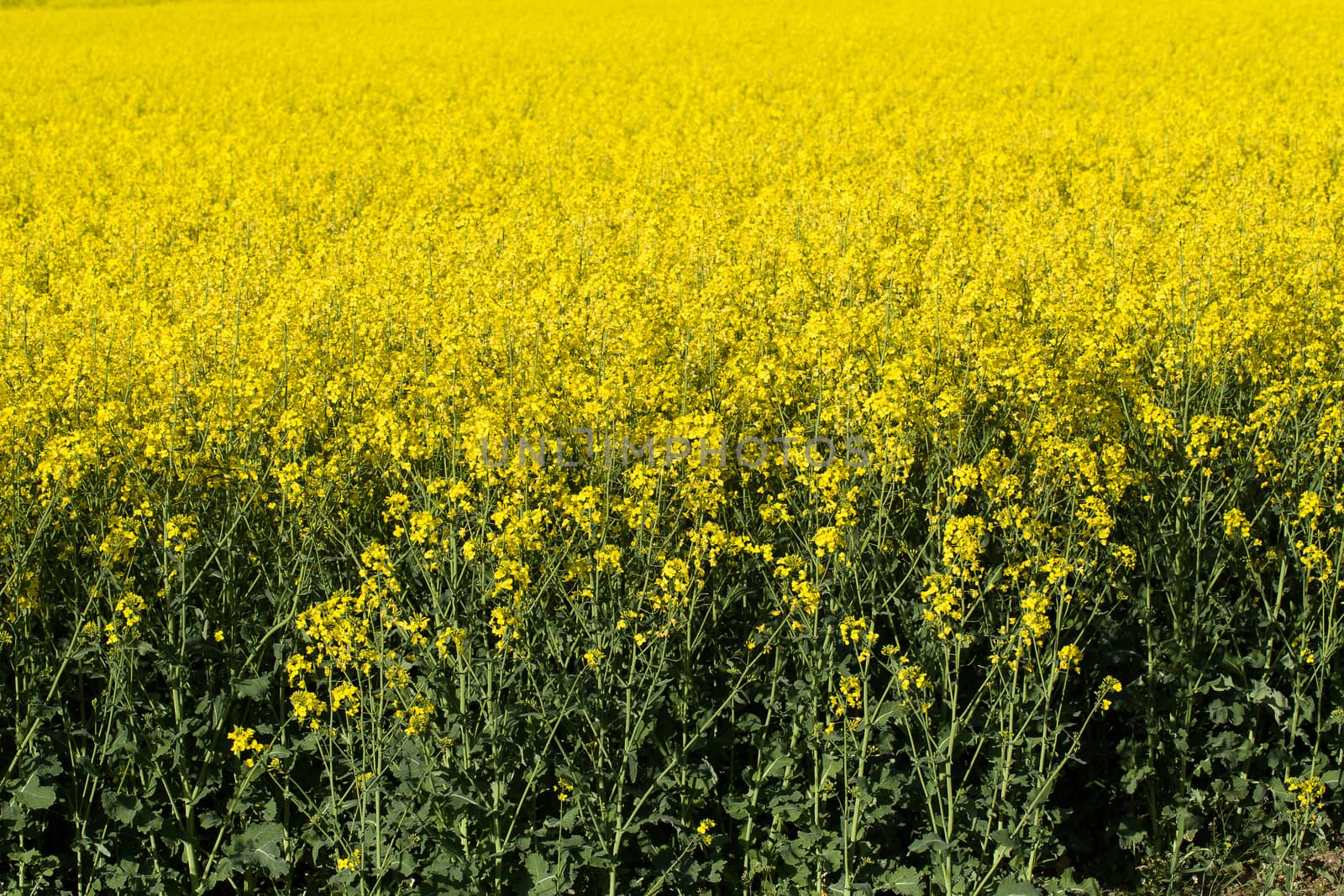 spring rape field Colza (Brassica rapa), rural scene, czech republic