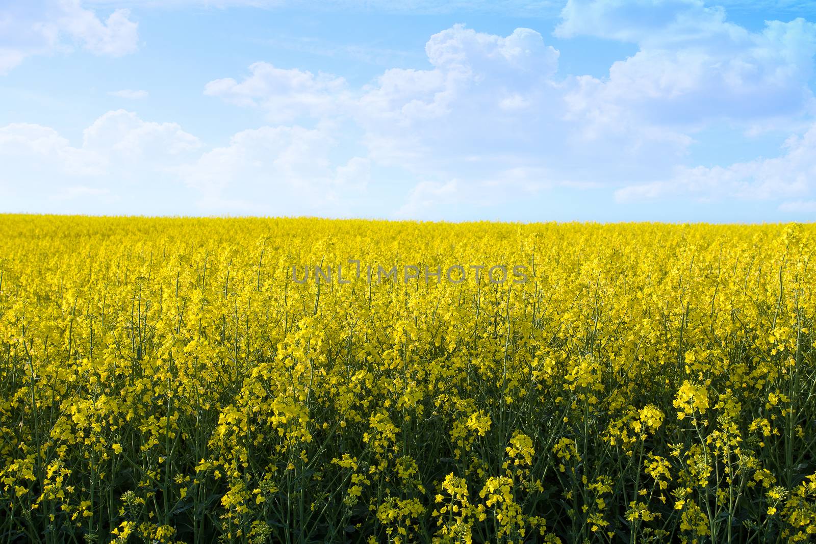 field of yellow rape with blue sky and space for text