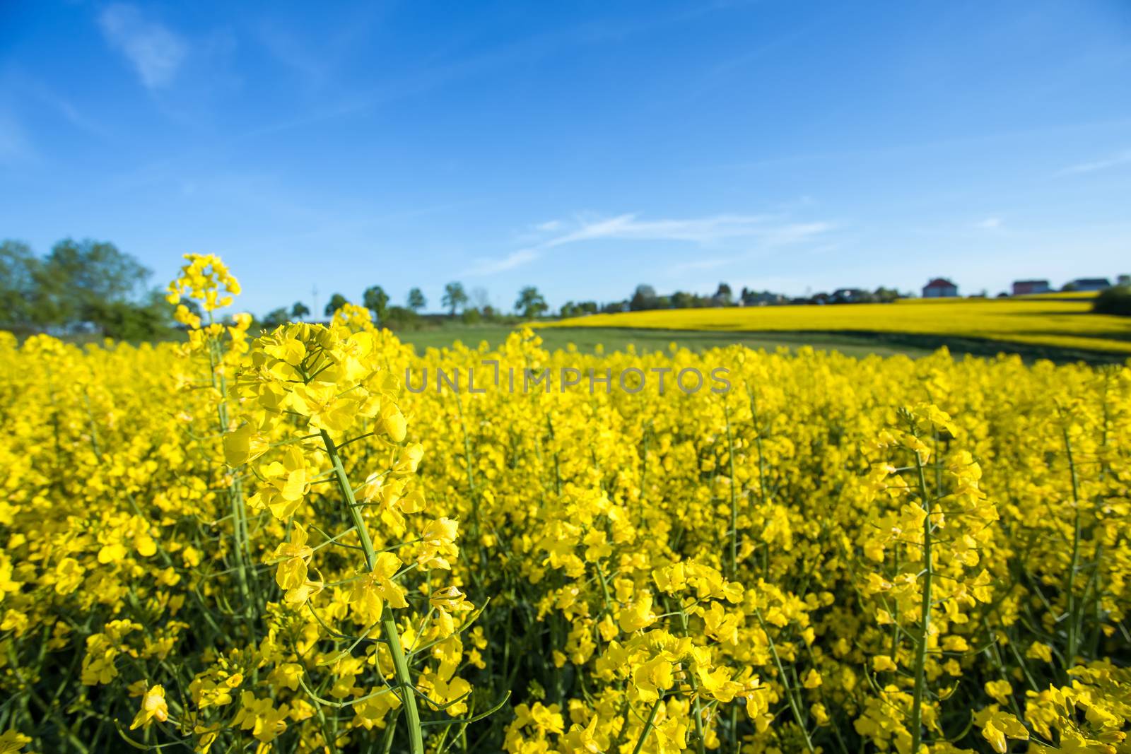 field of yellow rape with blue sky and space for text