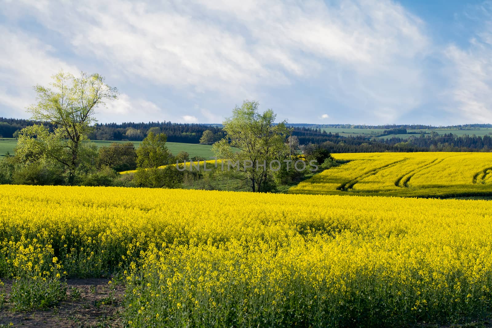 Beautiful spring rural landscape with rape field and blue sky