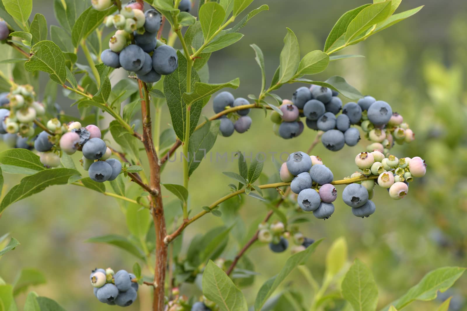 Beautiful blueberries of summer by Hbak