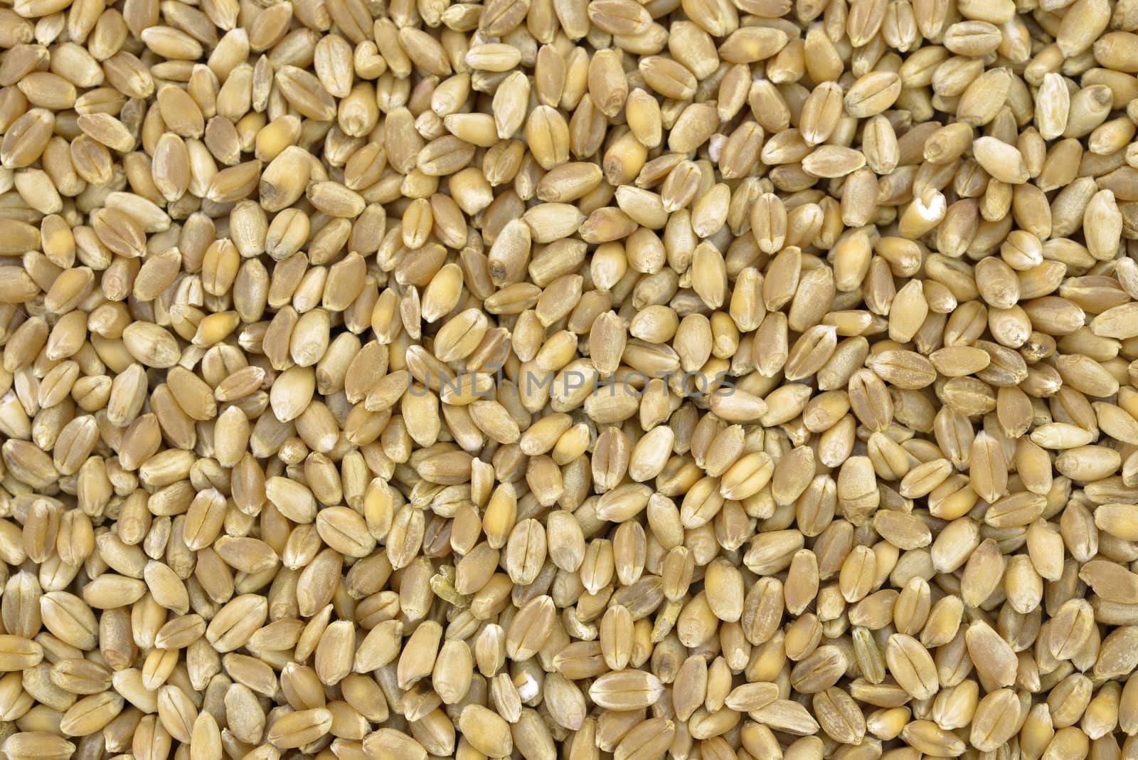 Close-up of hard wheat grains to use as backgroun