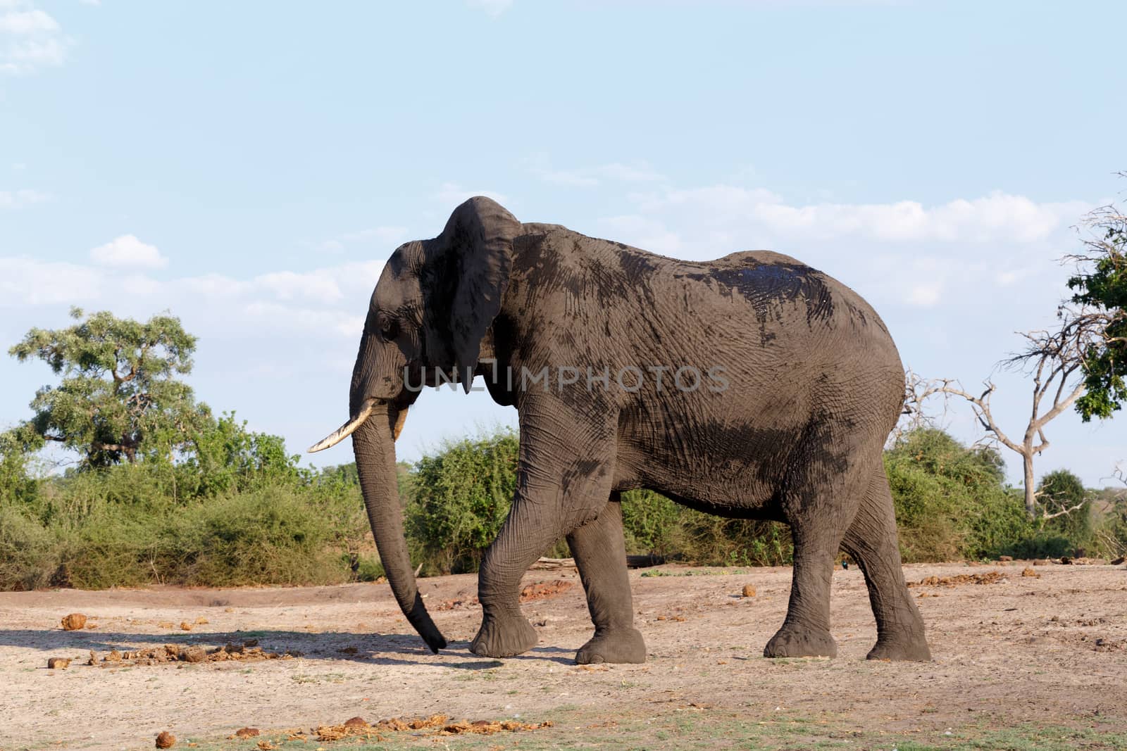 Portrait of African Elephant in Chobe National Park, Botswana. True wildlife photography