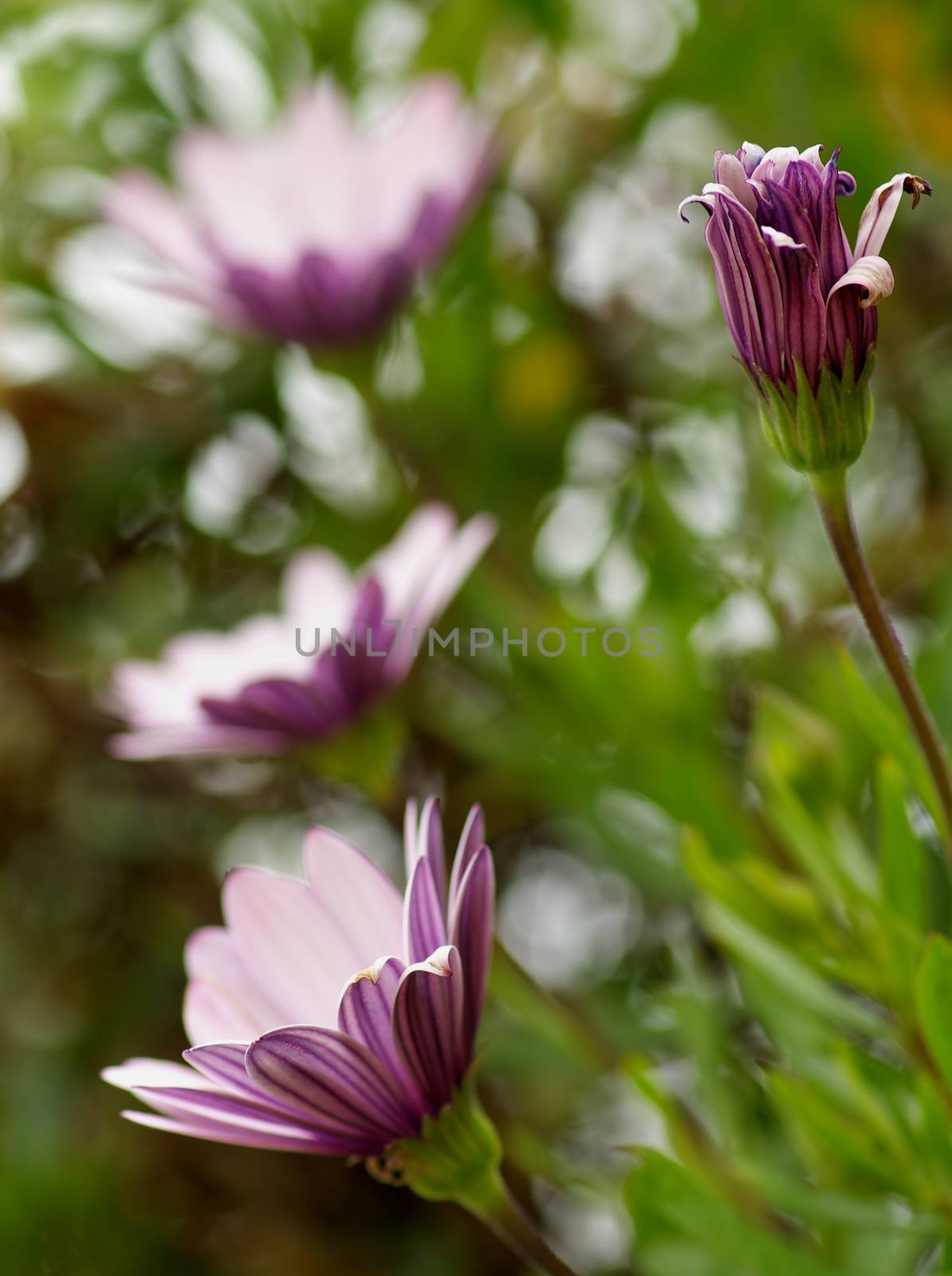 Beauty Purple and Pink Garden Daisy Flowers on Blurred Flower and Leafs background Outdoors