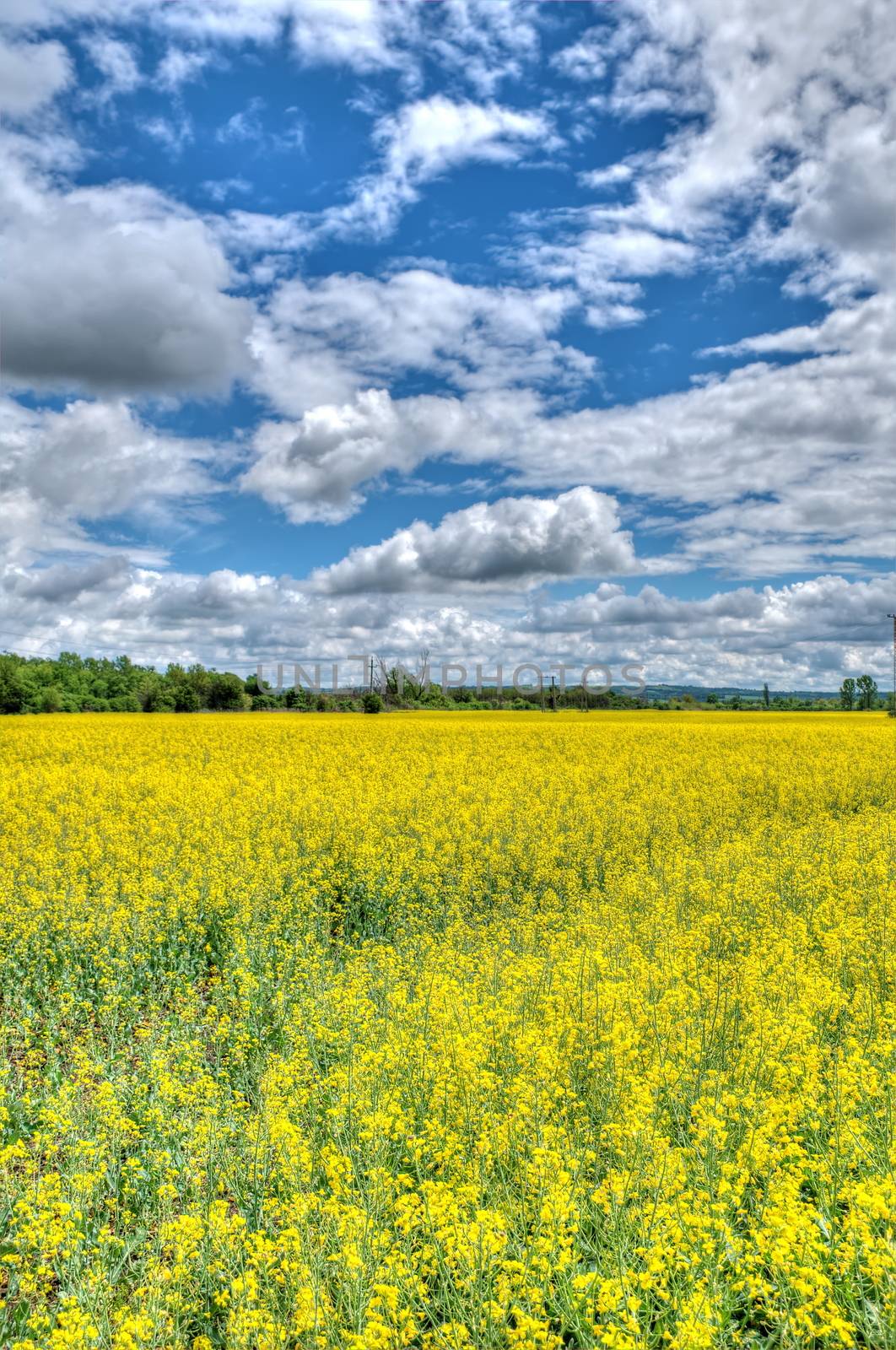 Rape field