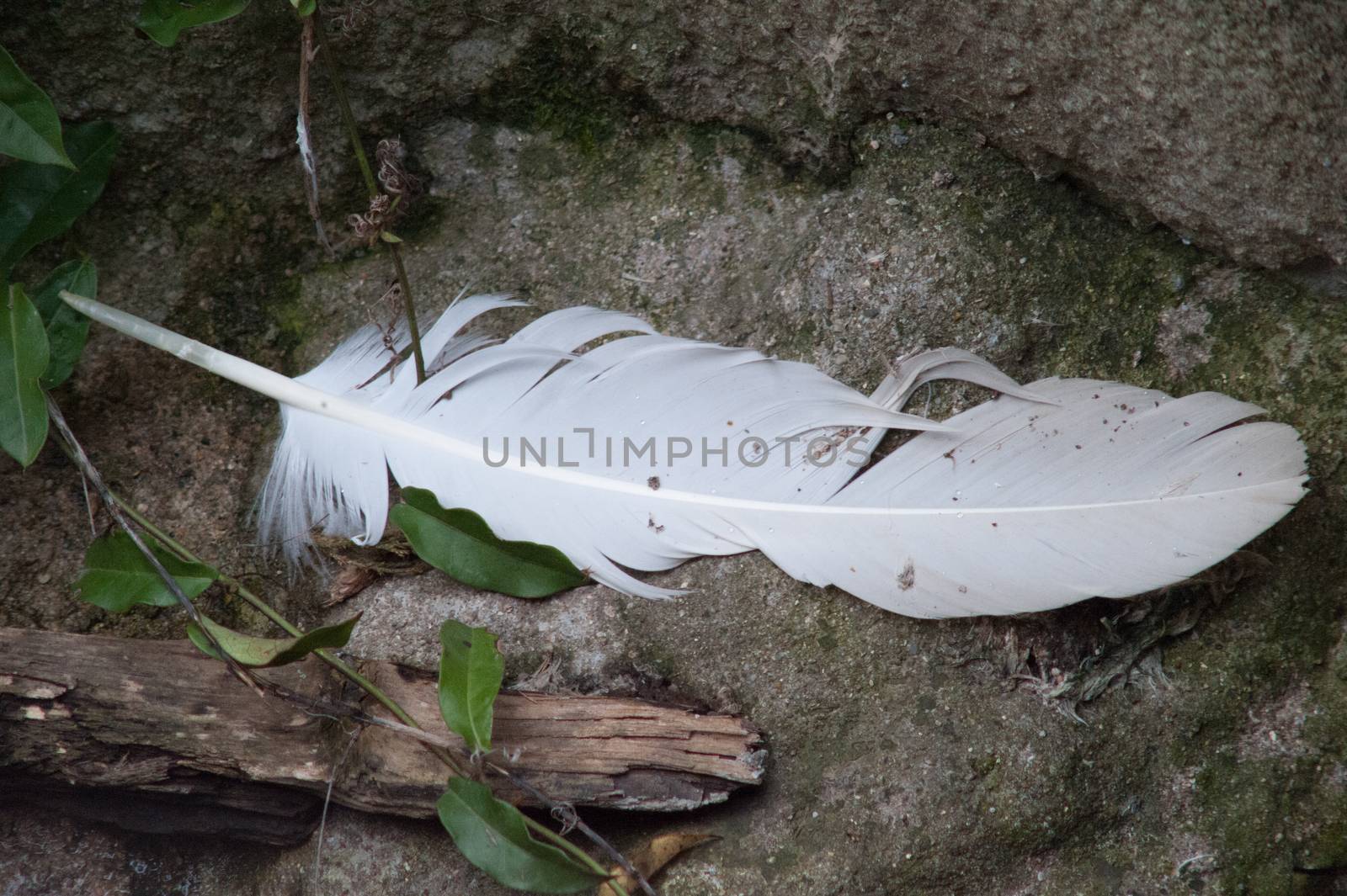 bird feather - dropped on the ground.