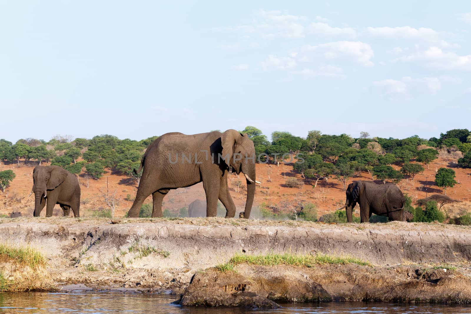 Portrait of African Elephant in Chobe National Park, Botswana. True wildlife photography