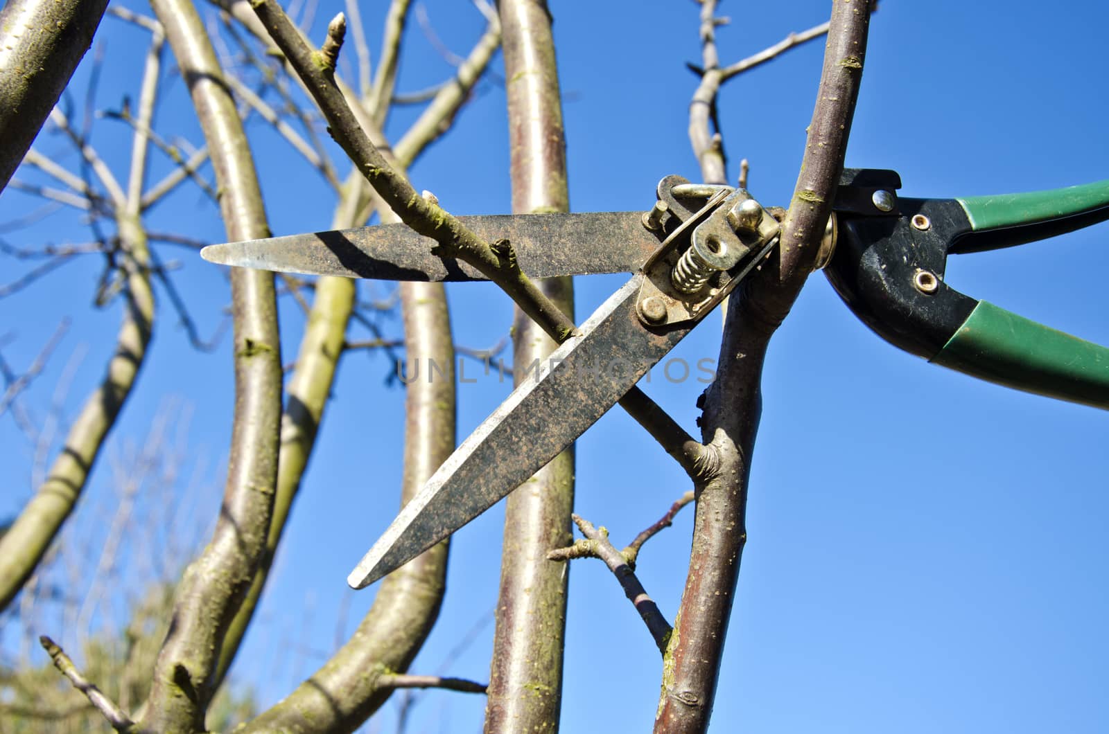 cut trim prune apple tree branch in spring with scissors tool