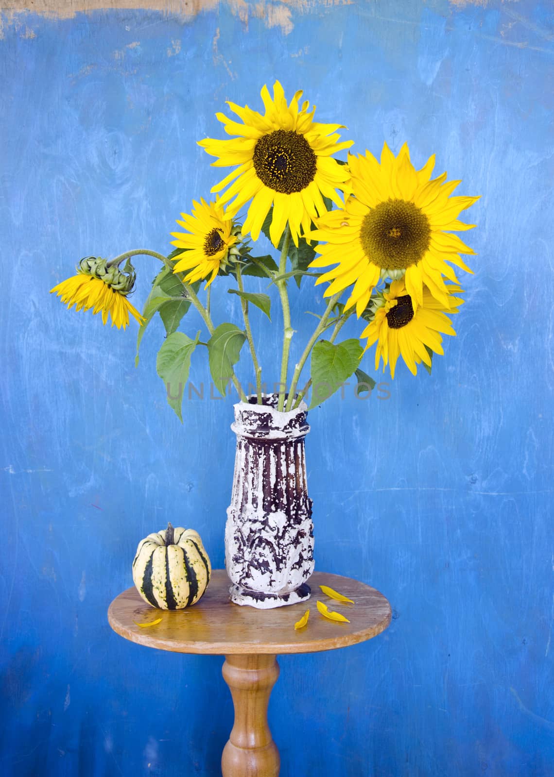beautiful summer sunflowers in old ceramic vase on blue background