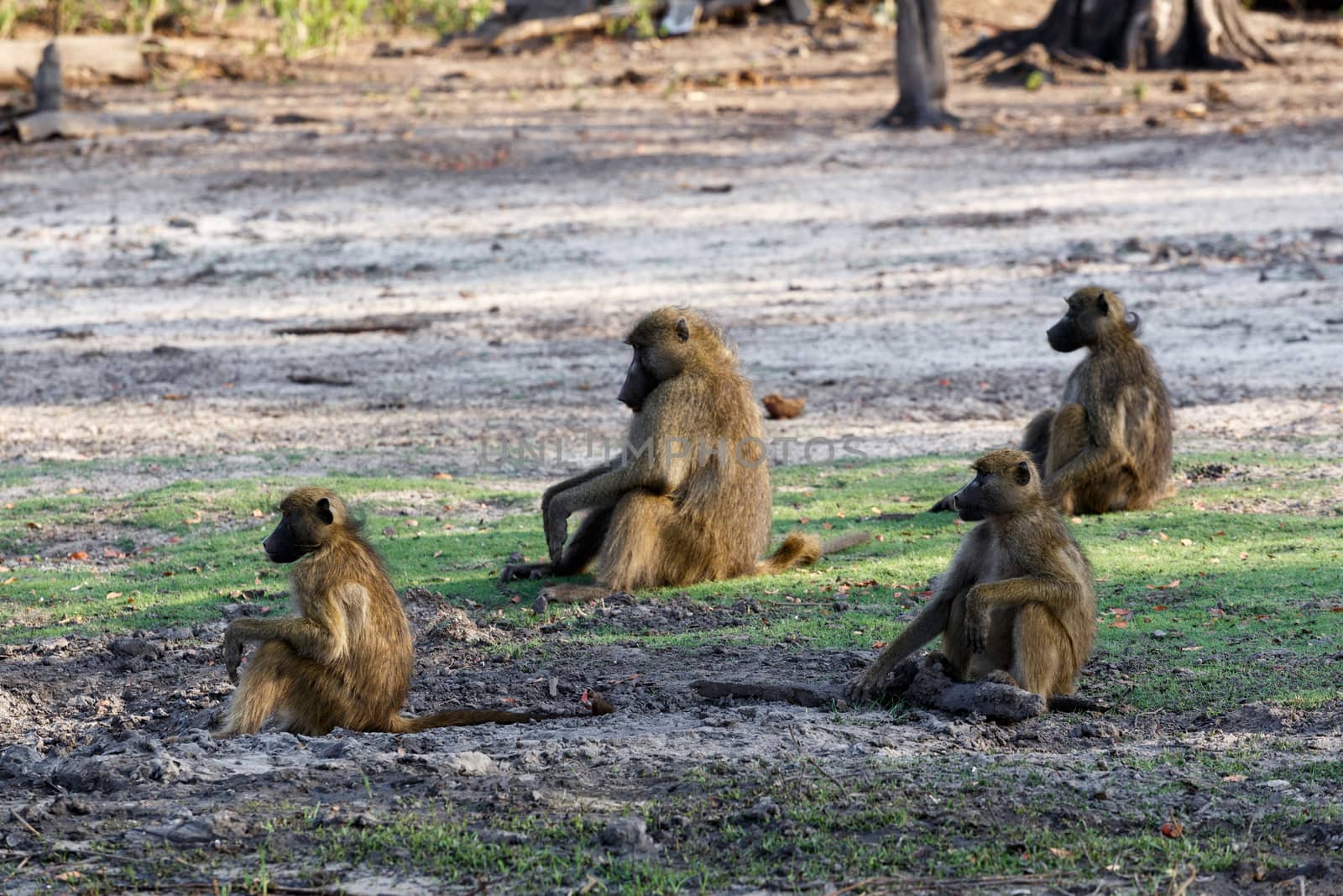 family of Chacma Baboon (Papio anubis), Chobe National Park in Botswana