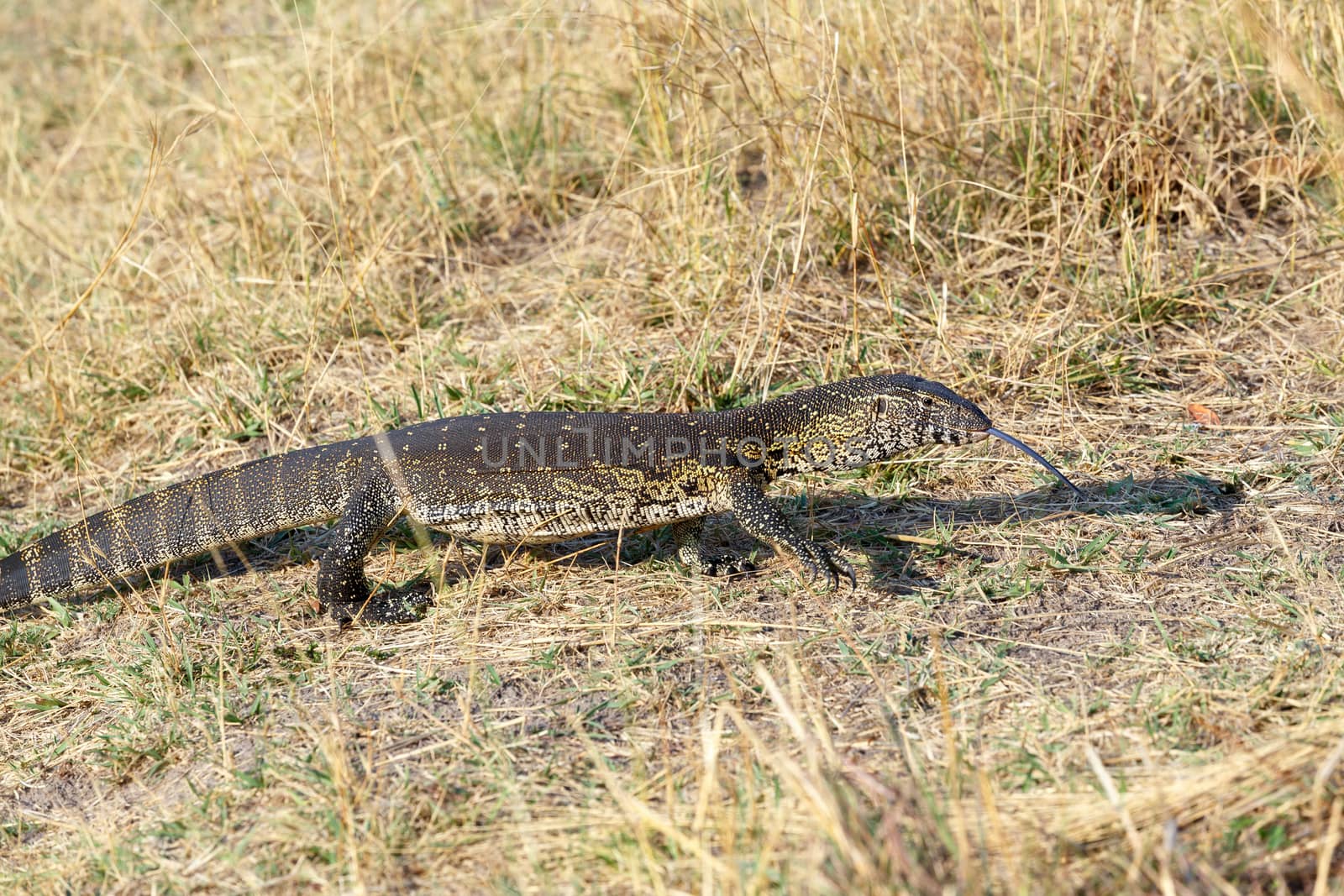 Monitor Lizard, Varanus niloticus on savanna, nambwa park Namibia, Africa