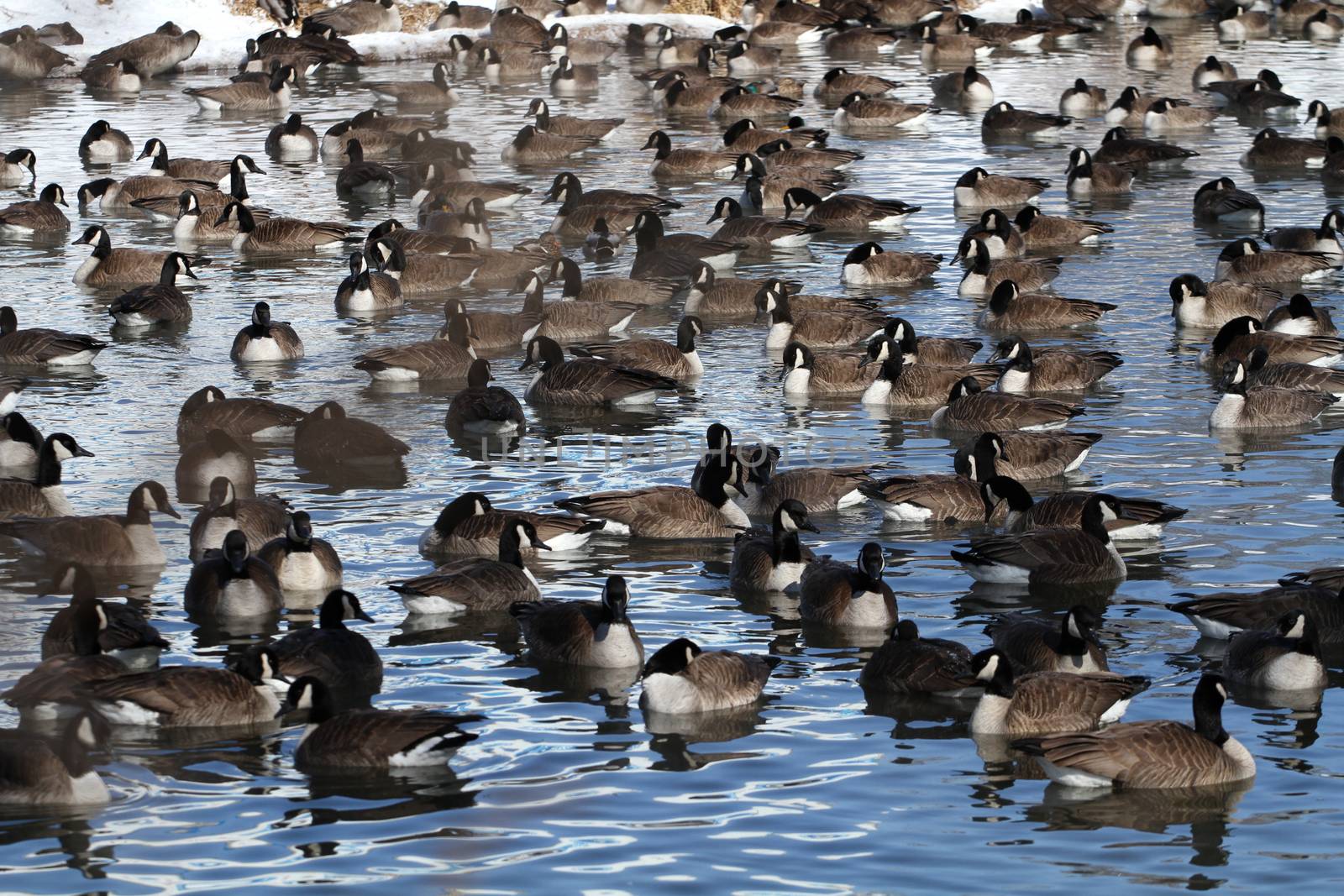 Canada Geese gathered in large numbers on cool morning