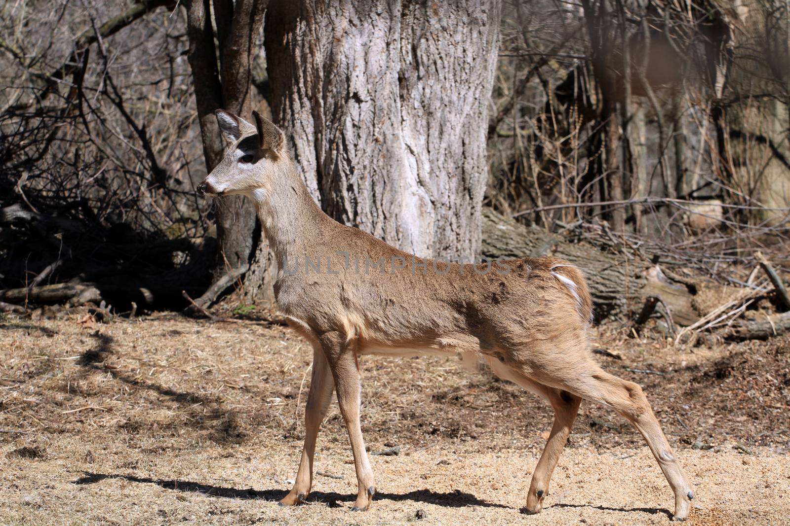 White-tailed Deer early spring in late morning sun on alert