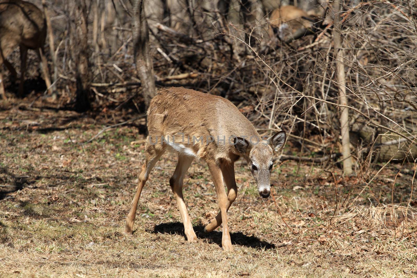 White-tailed Deer early spring in late morning sun walking in field