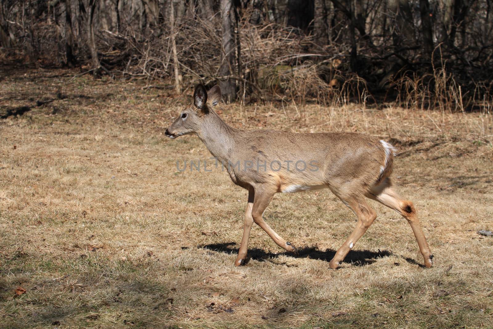 White-tailed Deer early spring in late morning sun walking in field