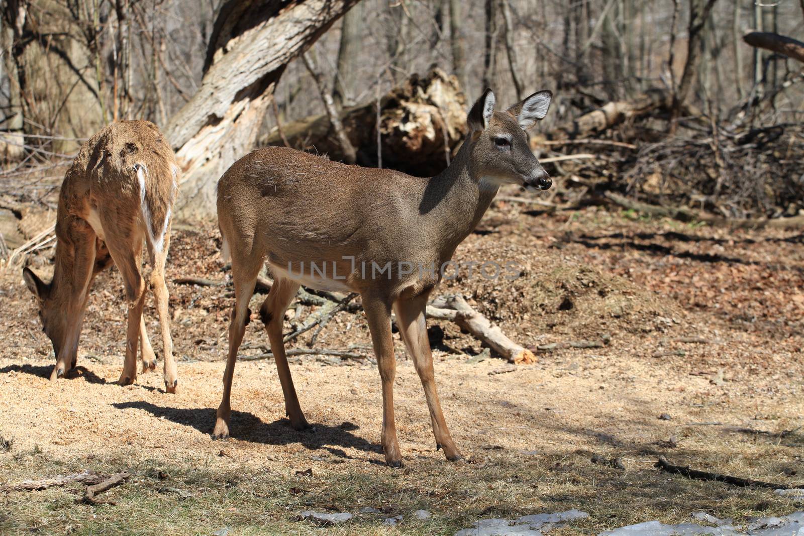 White-tailed Deer early spring in late morning sun on alert