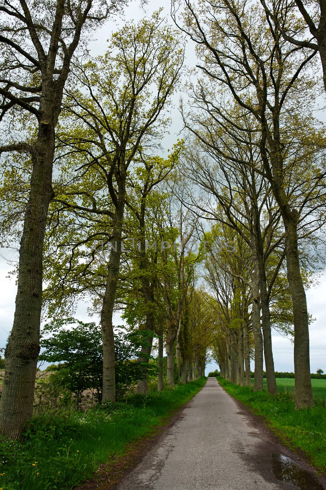 Country road running via lush green trees alley road                                       