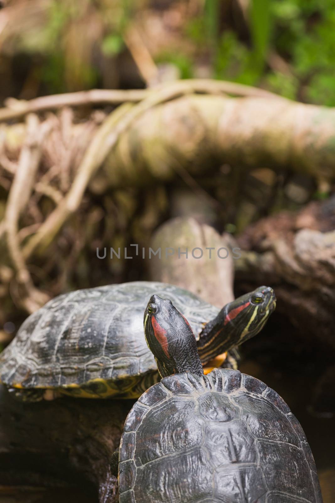 Two terrapin turtles in nature