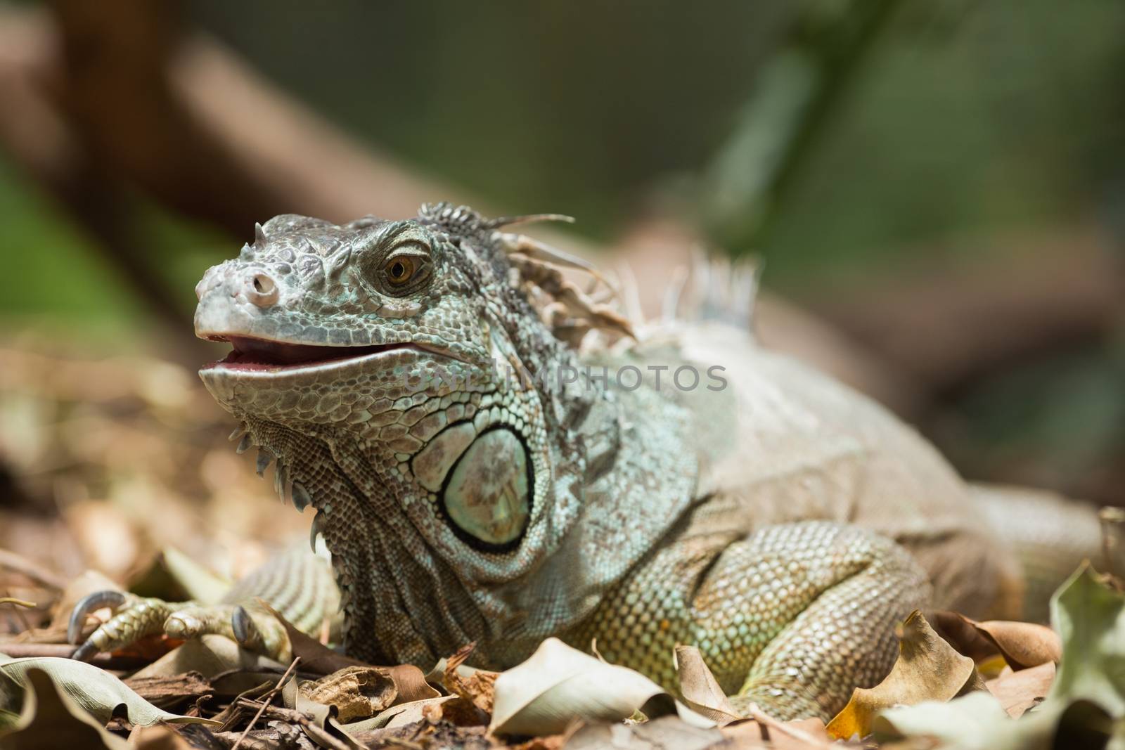 Green iguana on dead leaves