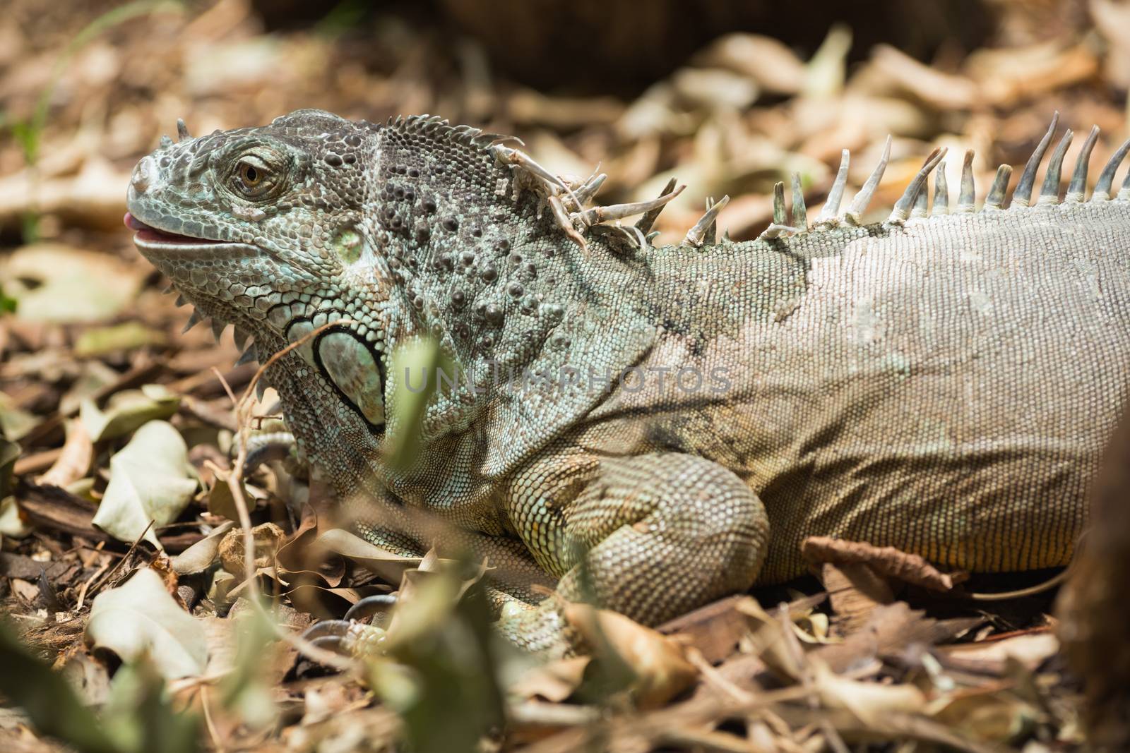 Green iguana on dead leaves