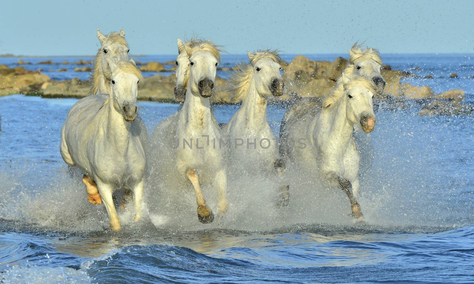 White horses of Camargue running through water. France