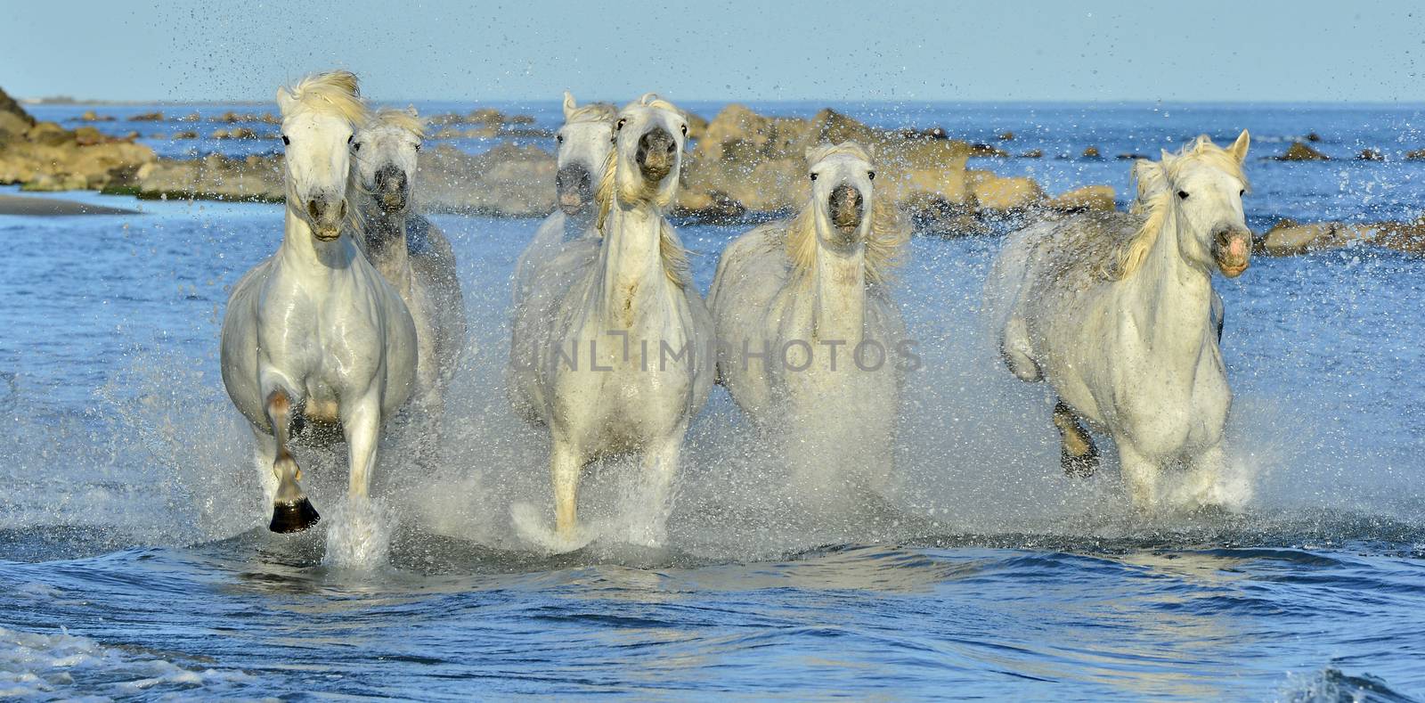 Running White Horses of Camargue.  by SURZ