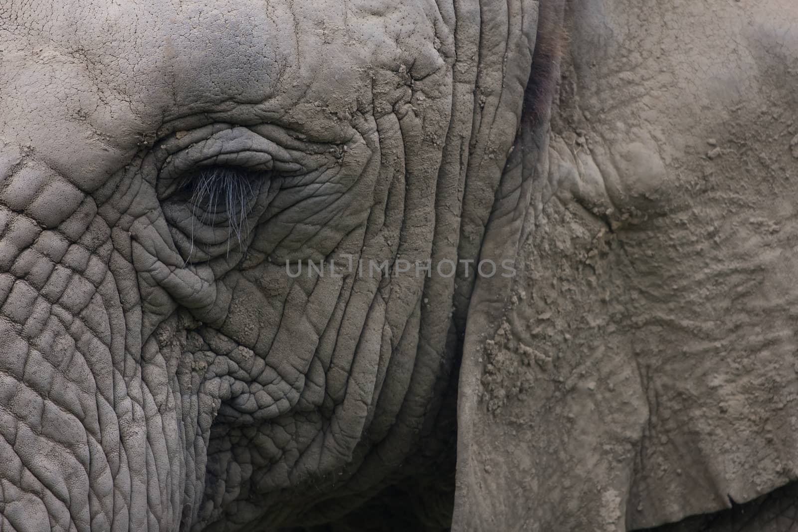 Closeup of an elephant s head