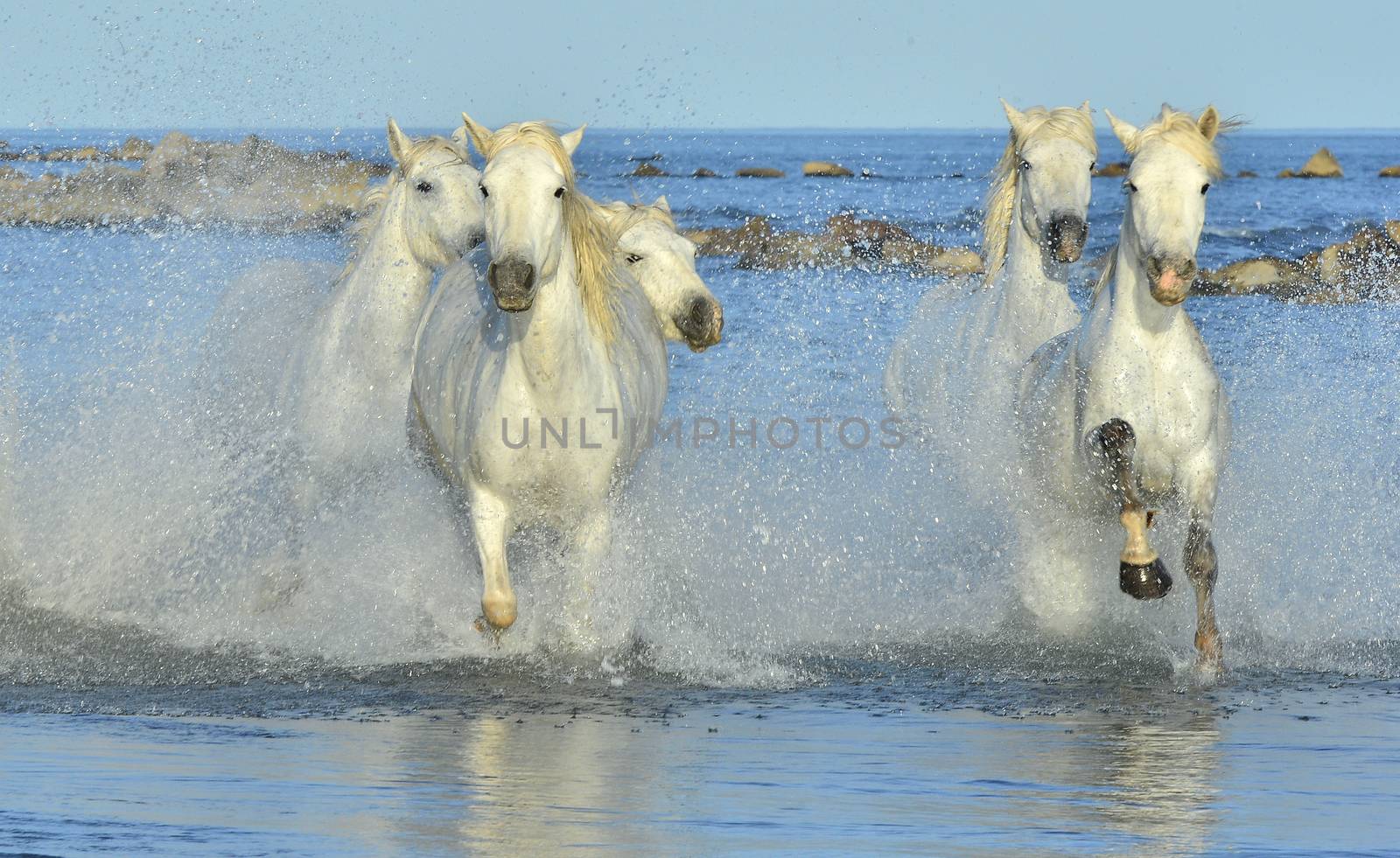 Running White Horses of Camargue.  by SURZ