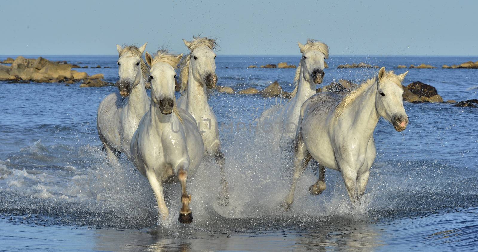 White horses of Camargue running through water. France