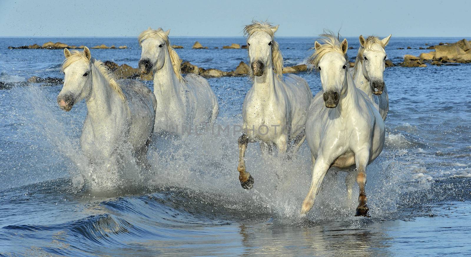 Running White Horses of Camargue.  by SURZ