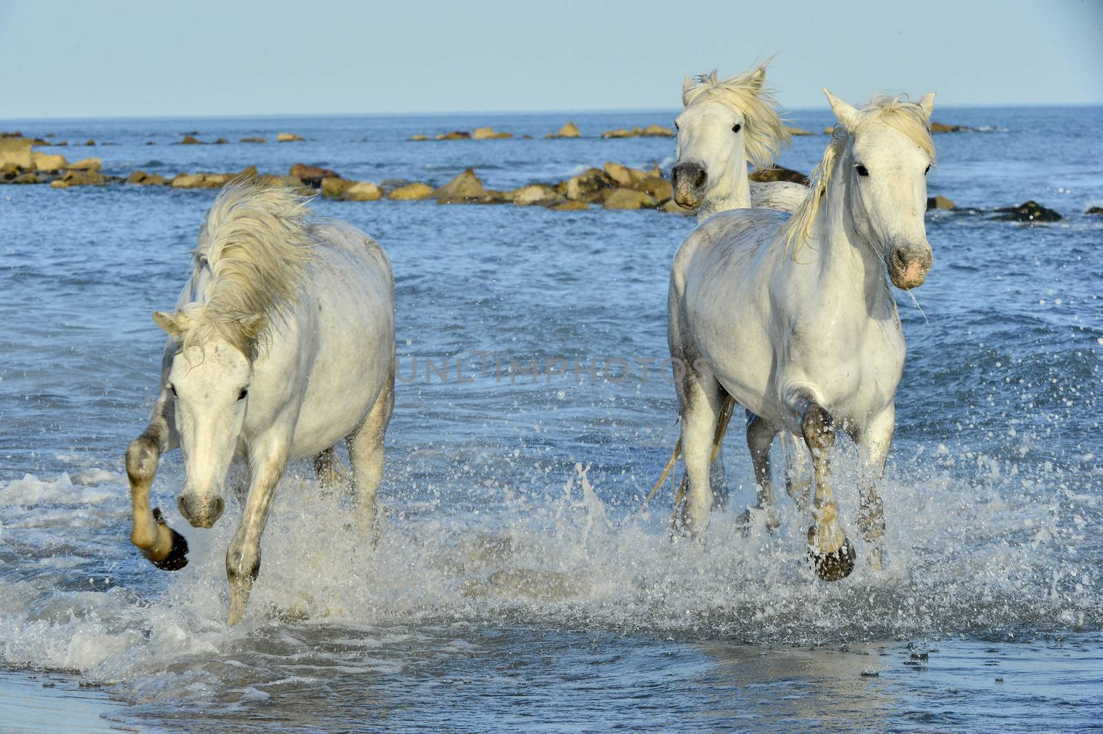 Running White Horses of Camargue.  by SURZ