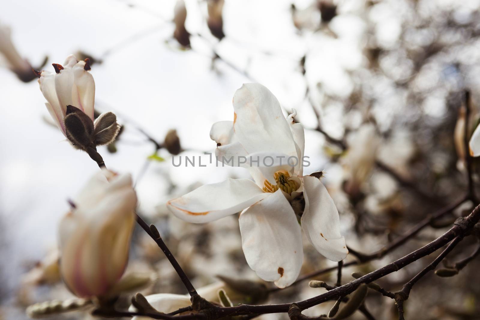 White flowers of the magnolia tree in early spring by rootstocks