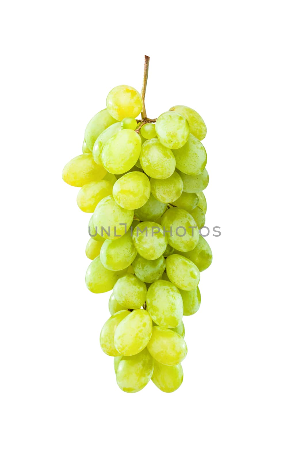 Fresh and ripe green grapes hanging against white background