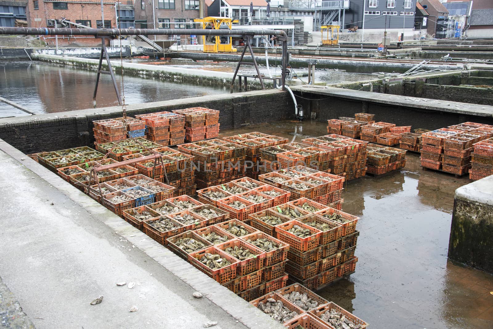 crates of oysters in the oyster farm in yerseke, the centre of oysters in holland netherlands