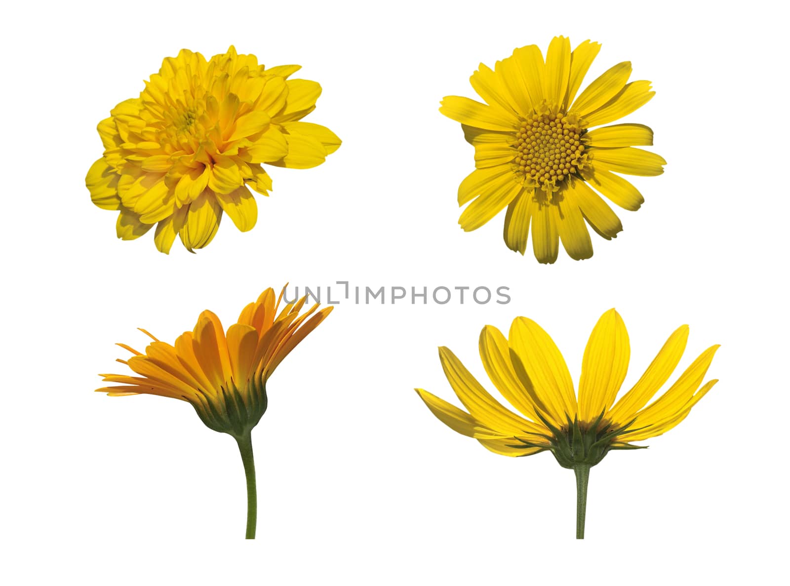 Four  yellow Asteraceaes isolated flowers  on white background