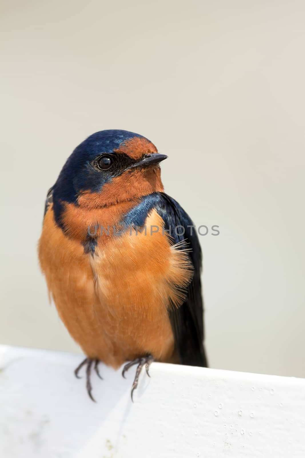 Barn Swallow Perched on a Fence Closeup