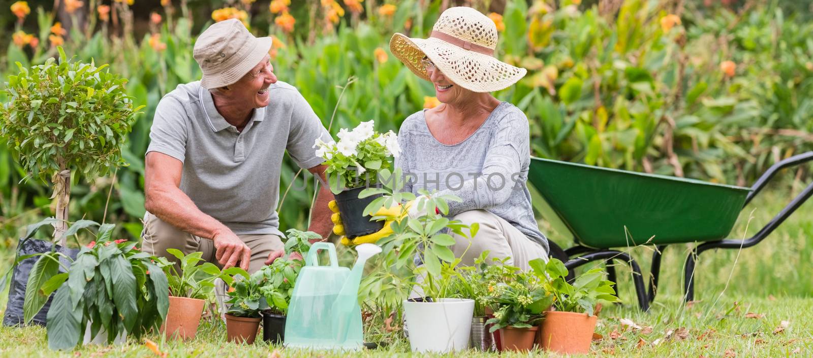 Happy grandmother and grandfather gardening on a sunny day 