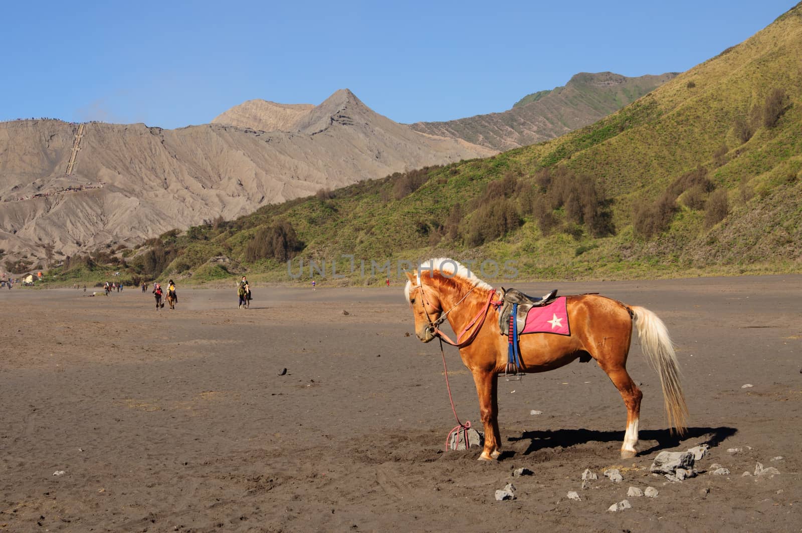 Horse at the foothills of Bromo volcano,Tengger Semeru National Park, East Java, Indonesia