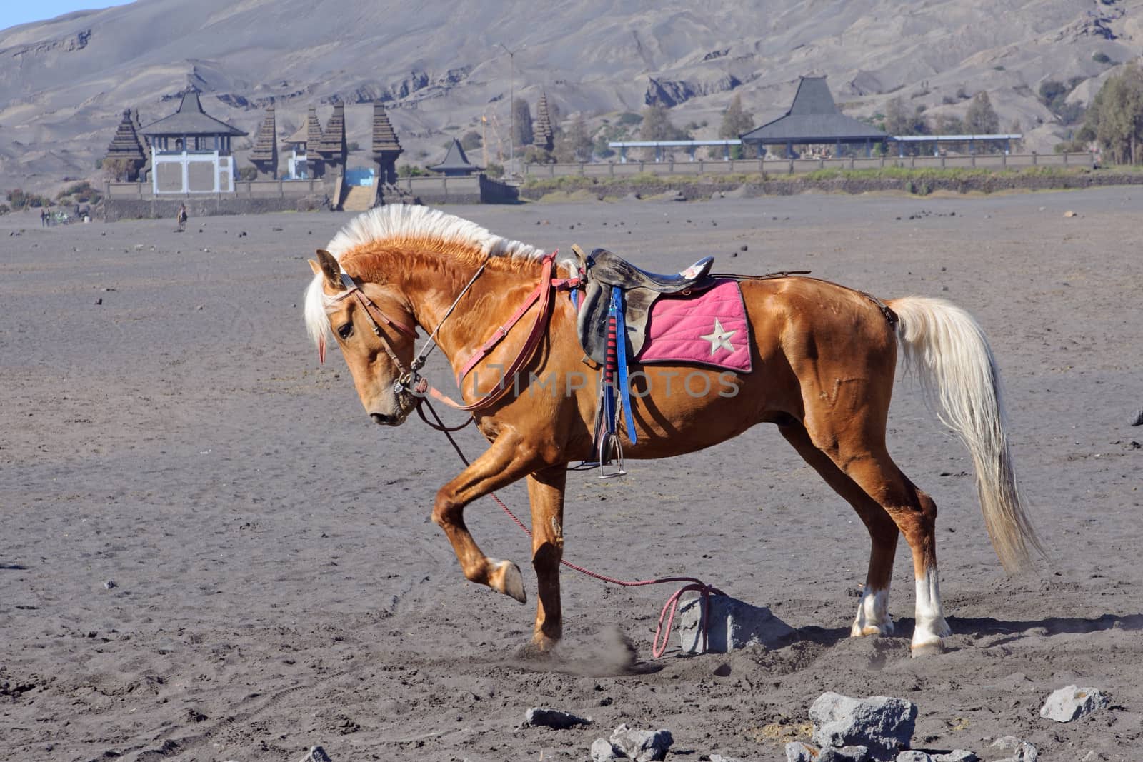 Horse at the foothills of Bromo volcano in Indonesia by johnnychaos