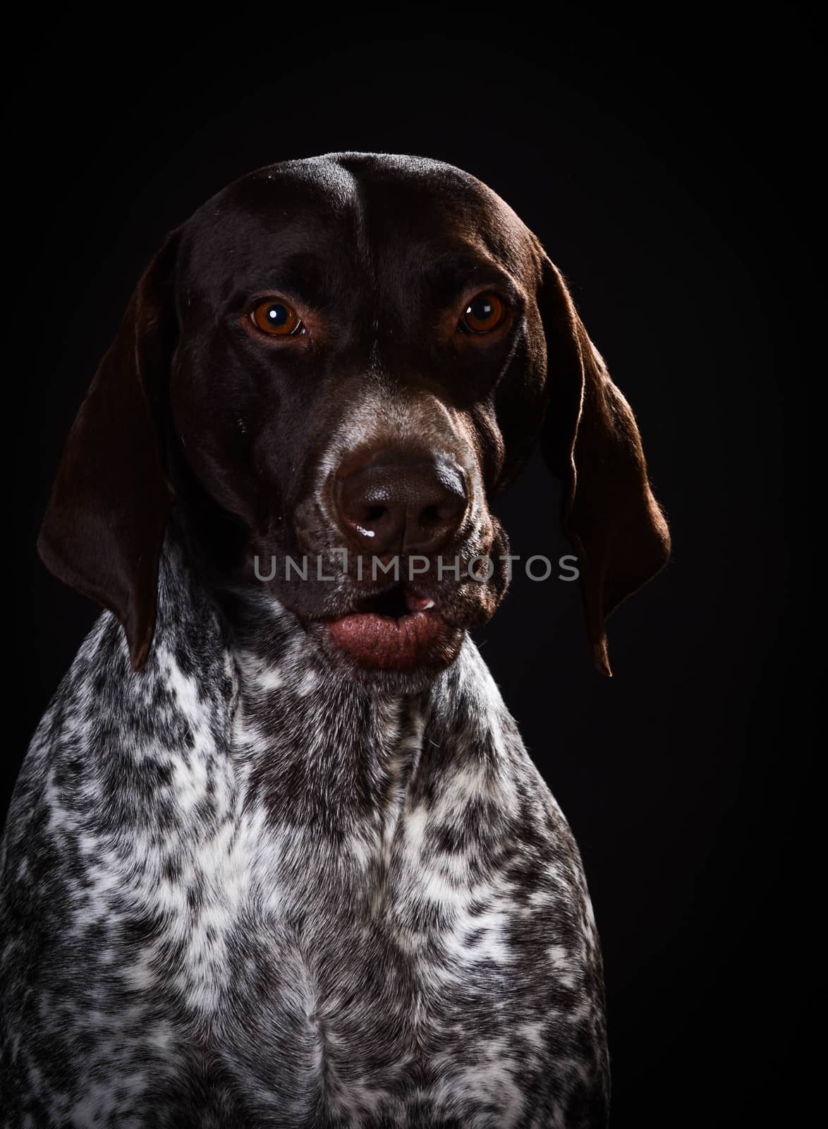 funny dog - german shorthaired pointer with silly expression on black background
