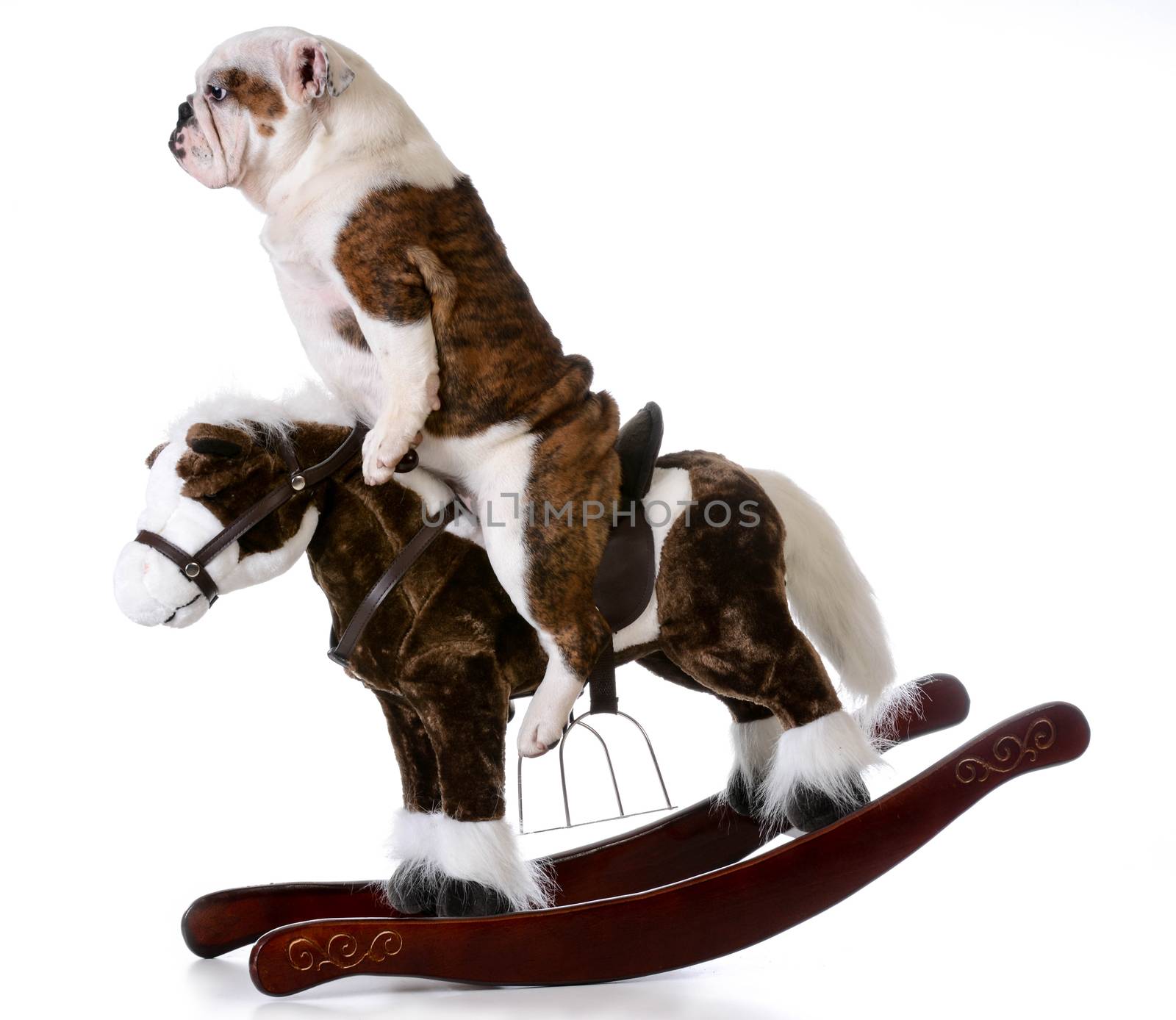 country dog - english bulldog riding a rocking horse on white background