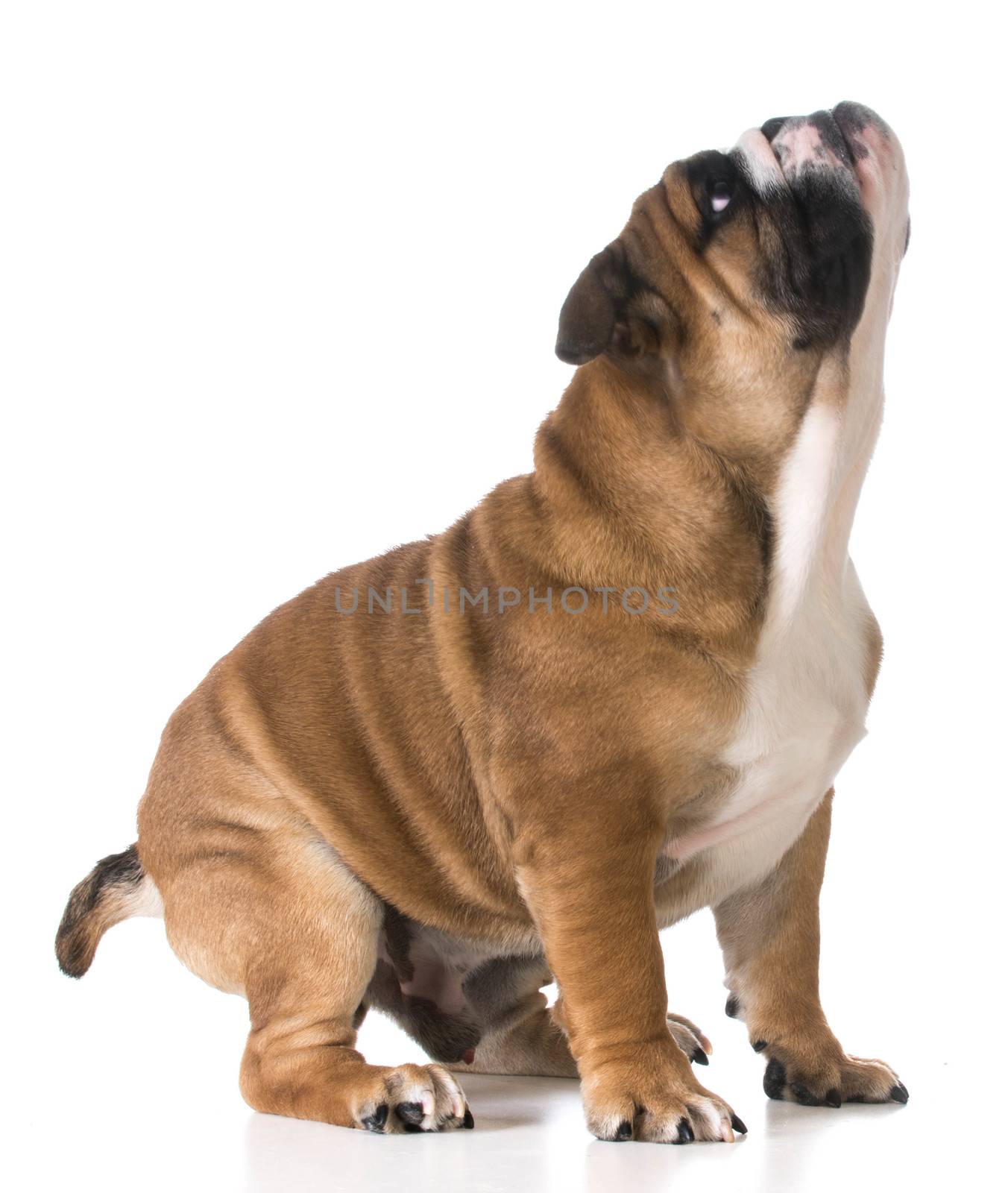 dog ready to jump - english bulldog on white background