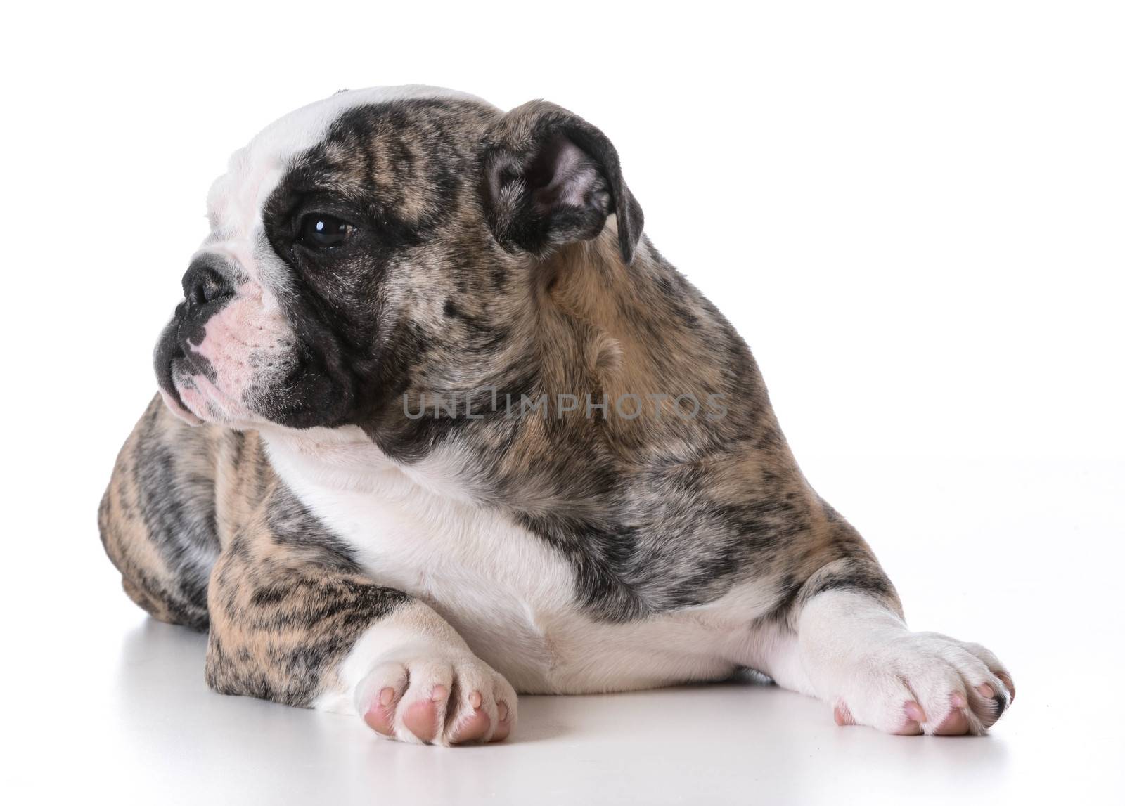 cute puppy - bulldog puppy female laying down on white background