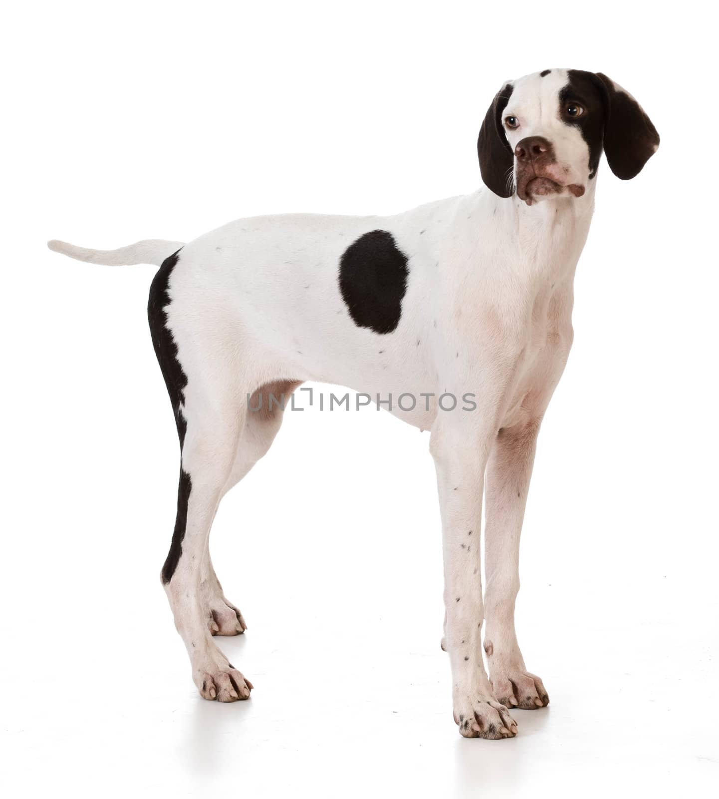 pointer puppy standing on white background