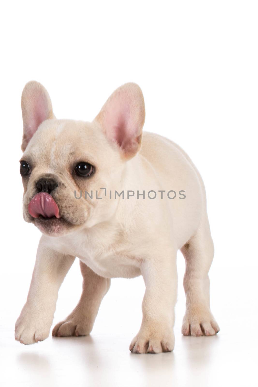 cute puppy - french bulldog puppy walking on white background