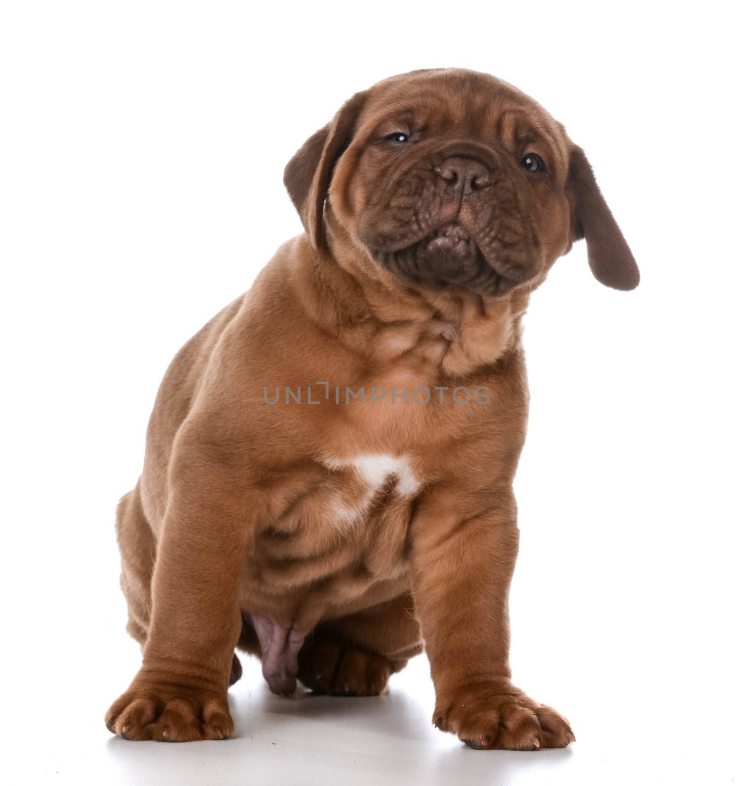 young puppy sitting isolated on white background