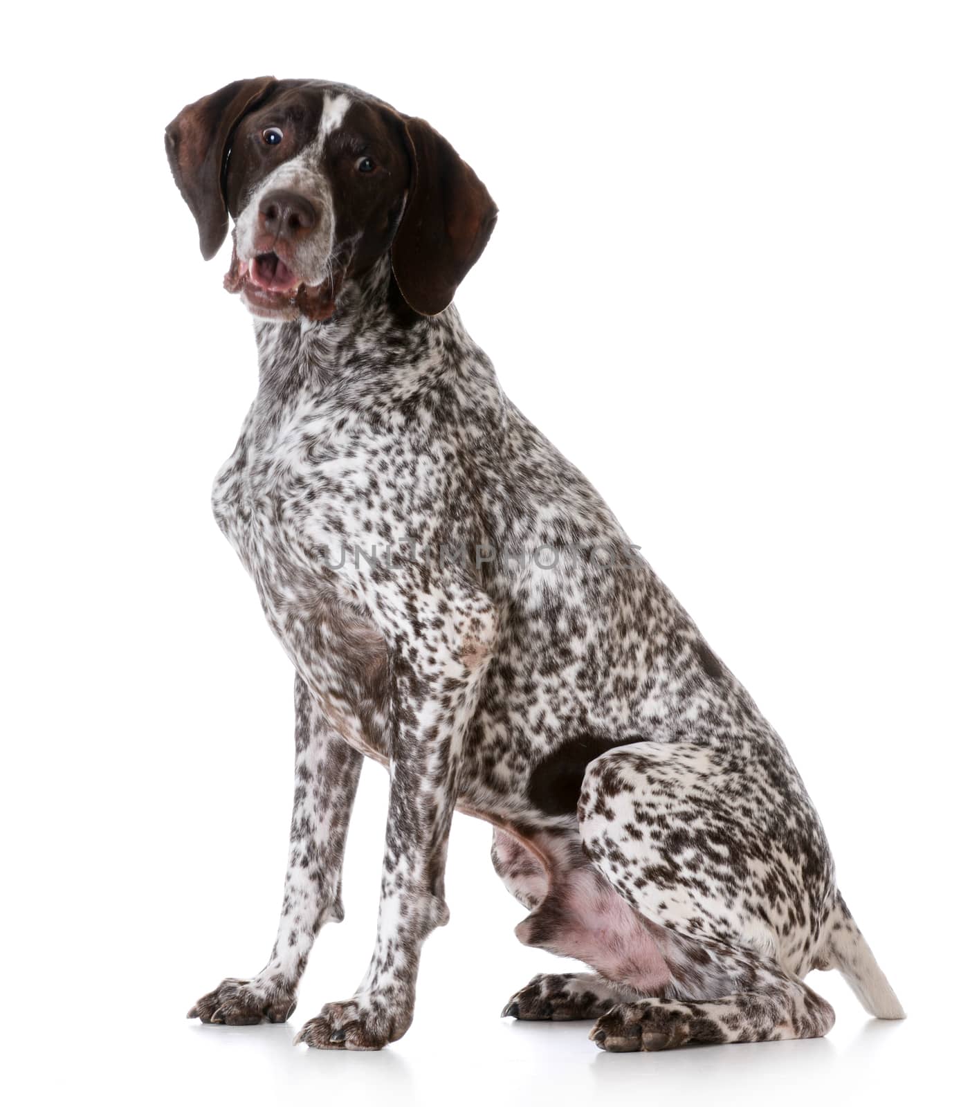 german shorthair pointer with surprised expression on white background