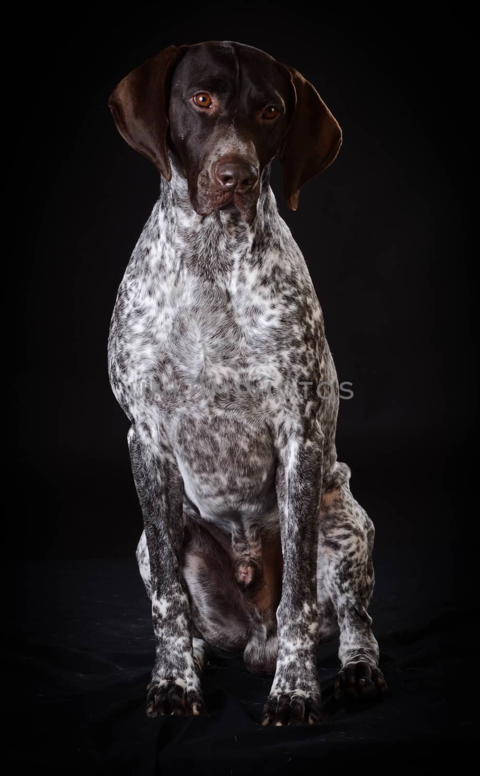 german shorthaired pointer by willeecole123