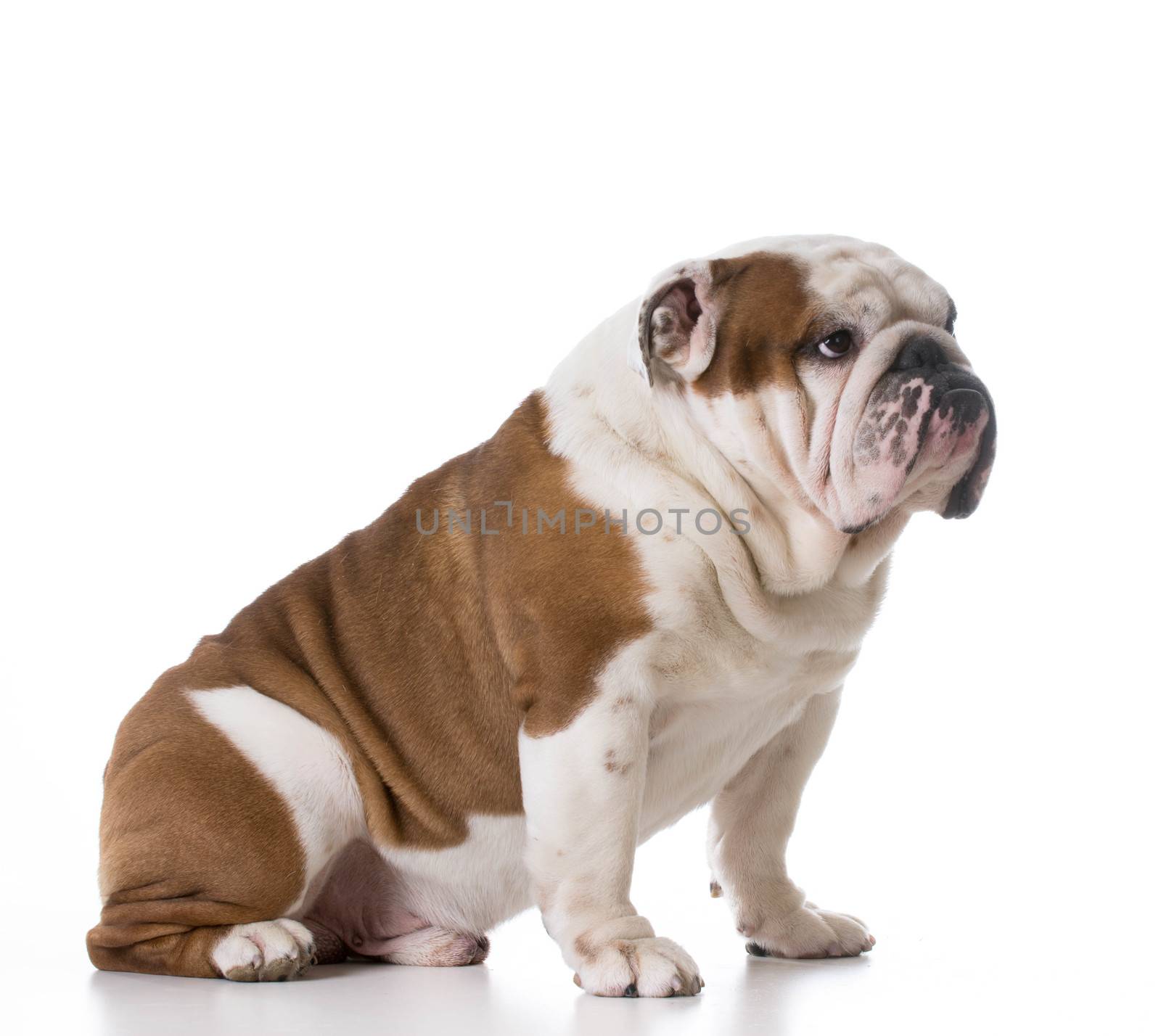 guilty looking dog - bulldog with sad expression sitting on white background