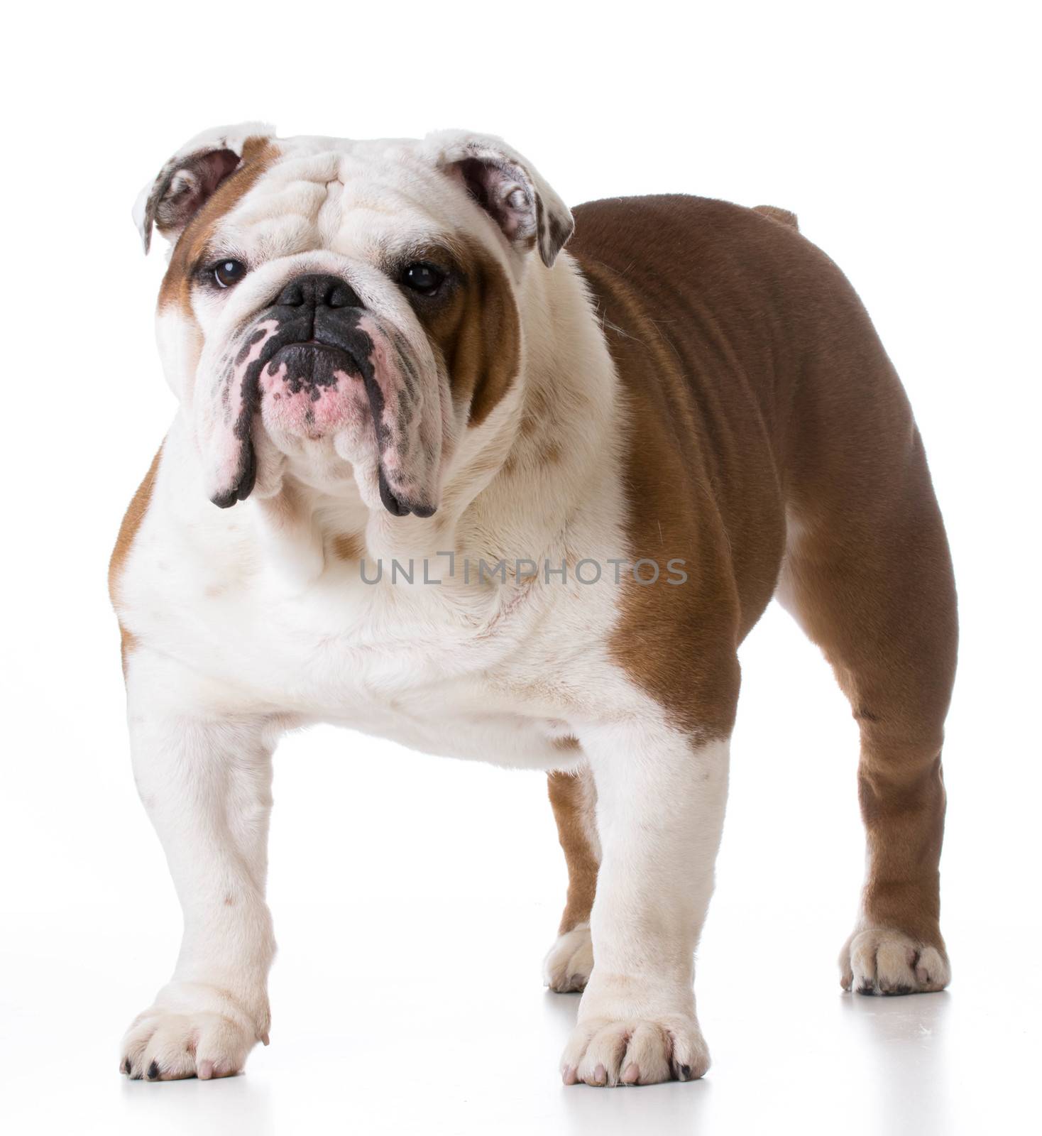bulldog standing looking at viewer on white background